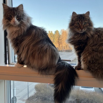 Alt text for the image